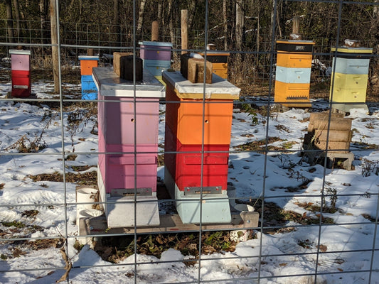 Shrew / Mouse Guard, 5 Frame Nuc 7-3/4"